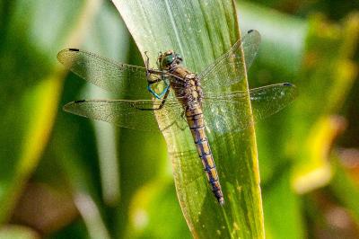 <i>Orthetrum cancellatum</i>