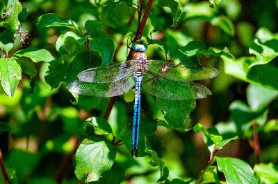 <i>Anax imperator</i>