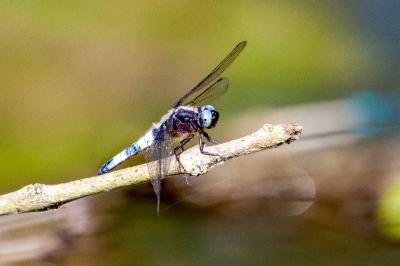 <i>Libellula fulva</i>