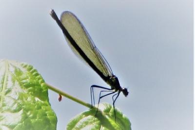 <i>Calopteryx splendens</i>