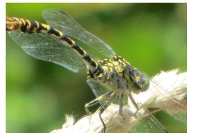 <i>Onychogomphus forcipatus</i>