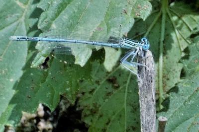 <i>Platycnemis pennipes</i>