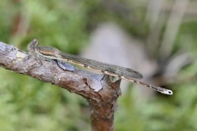 <i>Sympecma fusca</i>