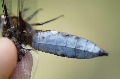 <i>Libellula depressa</i>