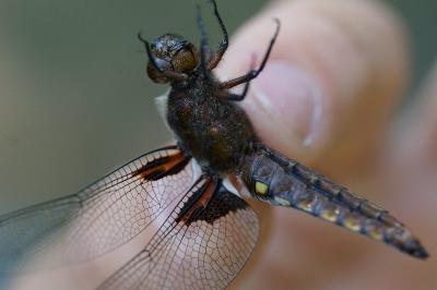 <i>Libellula depressa</i>