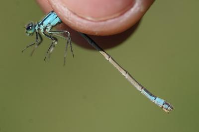 <i>Ischnura elegans</i>