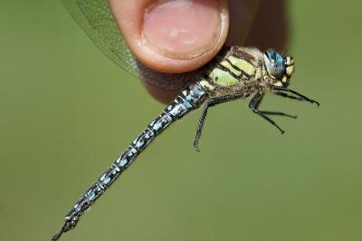 <i>Brachytron pratense</i>