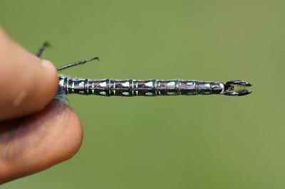 <i>Brachytron pratense</i>