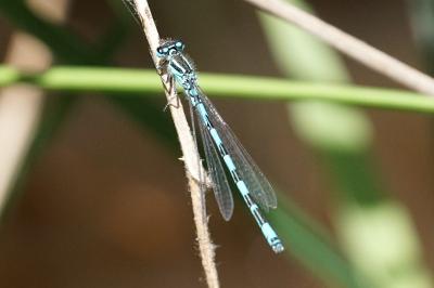 <i>Coenagrion mercuriale</i>