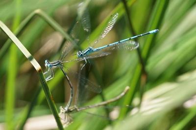 <i>Coenagrion puella</i>