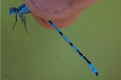 <i>Coenagrion puella</i>