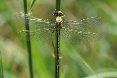 <i>Gomphus pulchellus</i>