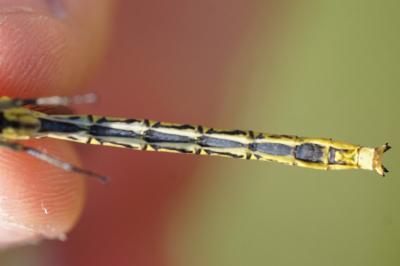 <i>Gomphus pulchellus</i>