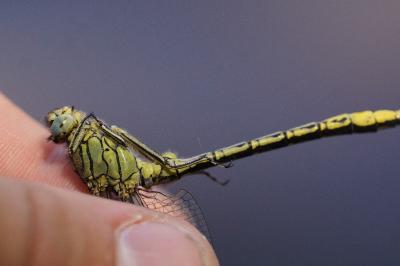 <i>Gomphus pulchellus</i>