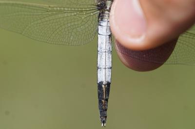 <i>Orthetrum albistylum</i>