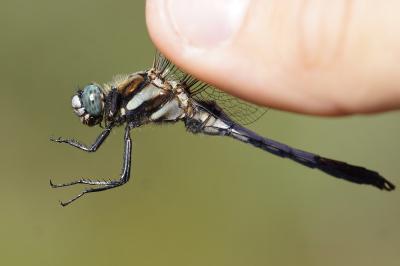 <i>Orthetrum albistylum</i>