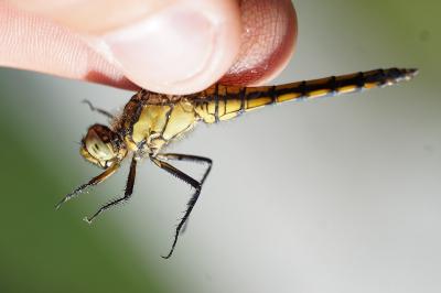 <i>Orthetrum cancellatum</i>
