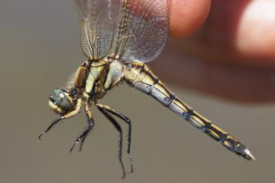 <i>Orthetrum albistylum</i>