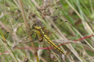 <i>Orthetrum cancellatum</i>