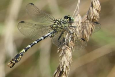 <i>Onychogomphus forcipatus</i>