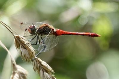 <i>Sympetrum sanguineum</i>