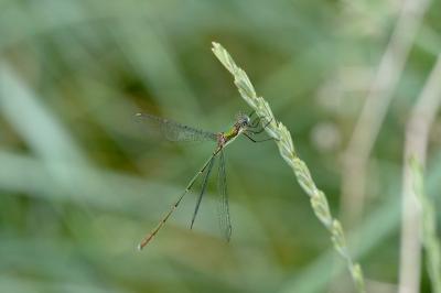 <i>Chalcolestes viridis</i>