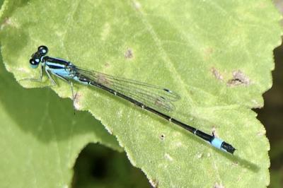 <i>Ischnura elegans</i>