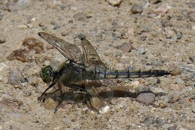 <i>Orthetrum cancellatum</i>
