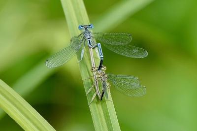 <i>Platycnemis pennipes</i>