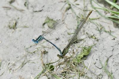 <i>Platycnemis pennipes</i>