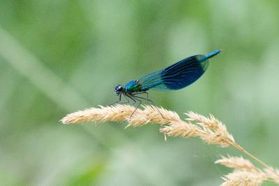<i>Calopteryx splendens</i>