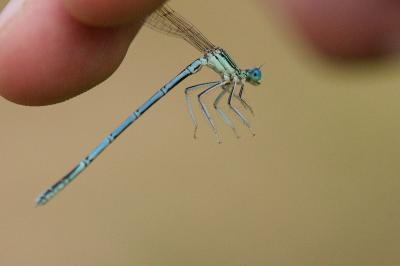<i>Platycnemis pennipes</i>