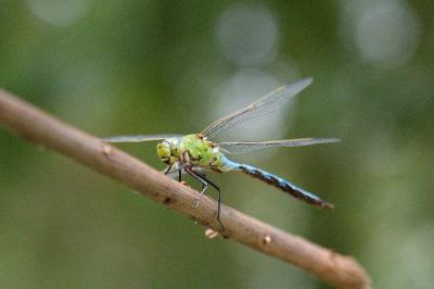 <i>Anax imperator</i>
