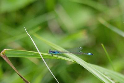 <i>Ischnura elegans</i>