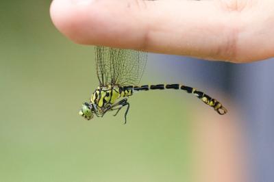 <i>Onychogomphus forcipatus</i>