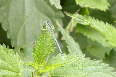 <i>Platycnemis pennipes</i>