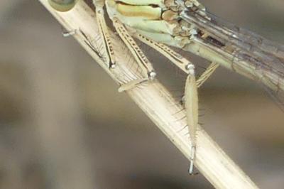 <i>Platycnemis acutipennis</i>