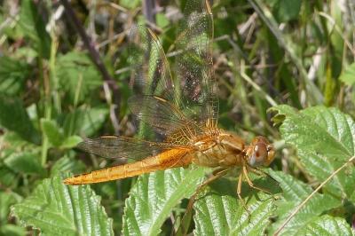 <i>Crocothemis erythraea</i>