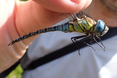 <i>Aeshna affinis</i>