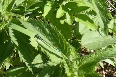 <i>Ischnura elegans</i>