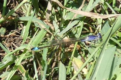 <i>Ischnura elegans</i>