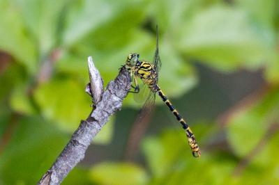 <i>Onychogomphus forcipatus</i>