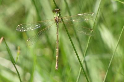 <i>Lestes virens</i>