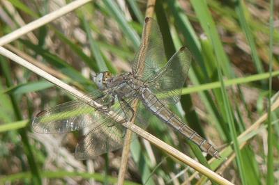 <i>Orthetrum coerulescens</i>