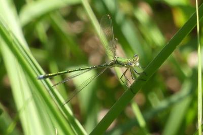 <i>Lestes virens</i>