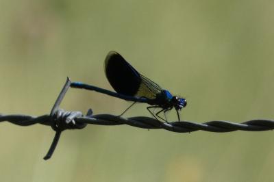 <i>Calopteryx splendens</i>