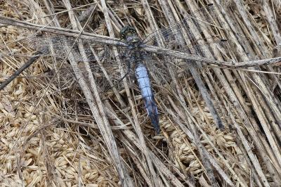 <i>Orthetrum cancellatum</i>