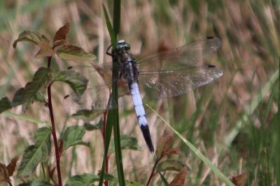 <i>Orthetrum albistylum</i>