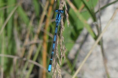 <i>Enallagma cyathigerum</i>