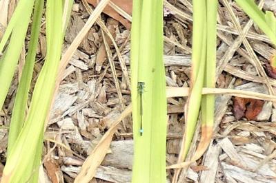<i>Ischnura elegans</i>